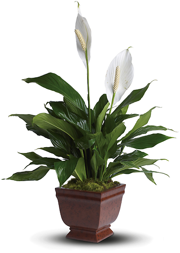 6\" Lovely One Spathiphyllum Plant