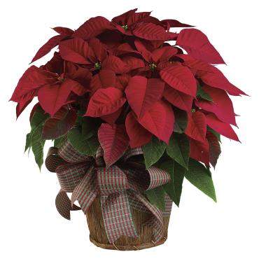 Red Poinsettia Large