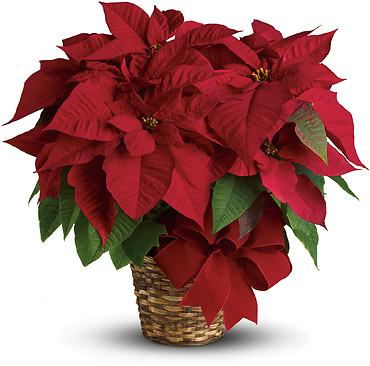 Red Poinsettia Medium